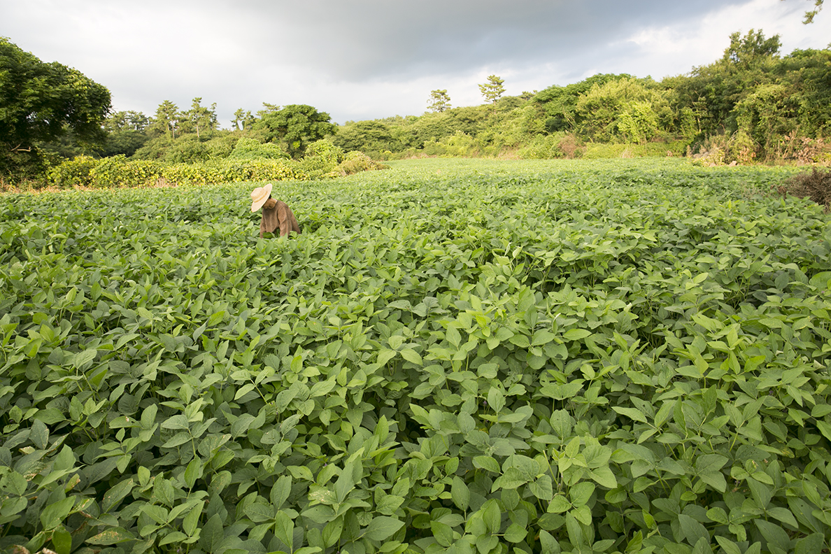 콩잎이 잔뜩 핀 콩밭에서 작업중인 부정선 대표