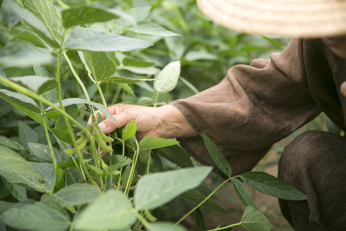 콩밭에 열린 푸른콩