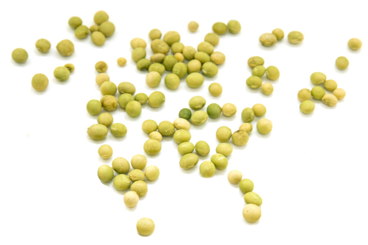 수확하여 손질한 푸른콩